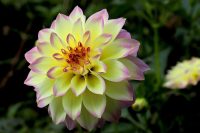 dahlia, flowers, plants-7640490.jpg